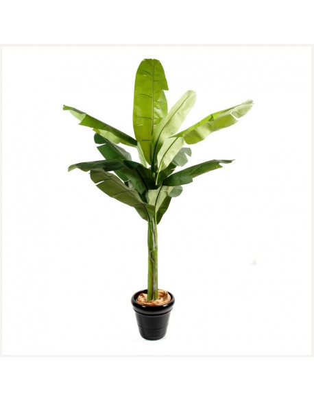 Location plantes tropicales