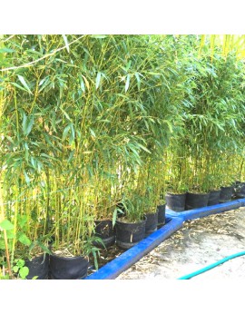 location de bambous naturels en pot