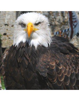 Spectacle de fauconnerie