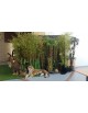 location de bambous naturels en pot