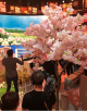 Location arbres en fleurs Asiatique