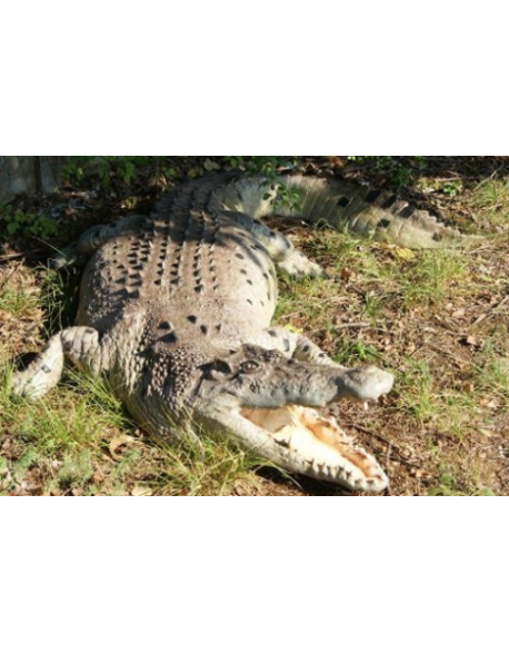 Crocodile en résine 2,20m
