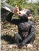 chimpanzé buvant à la bouteille