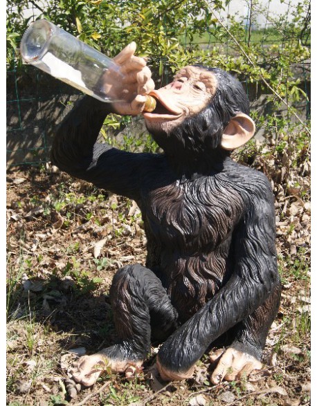 chimpanzé buvant à la bouteille