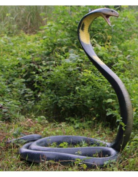 Cobra dressé