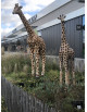 Location girafe géante en résine