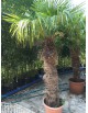 location de palmiers naturels en pot