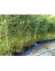 location de bambous naturels en pot