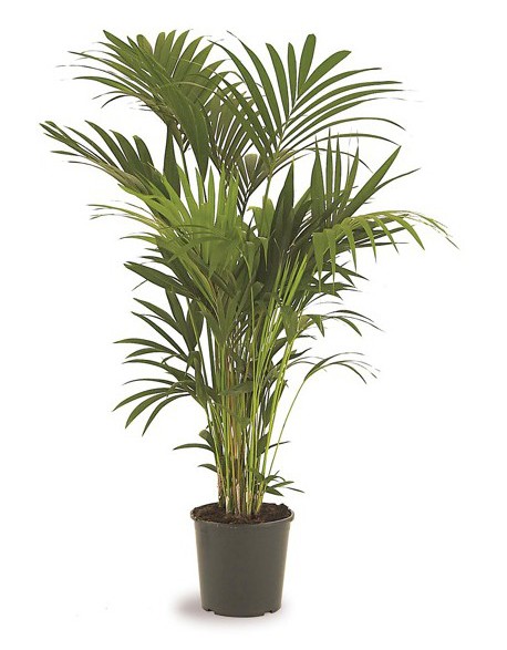 Location palmiers Kentia