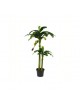 Location plantes tropicales